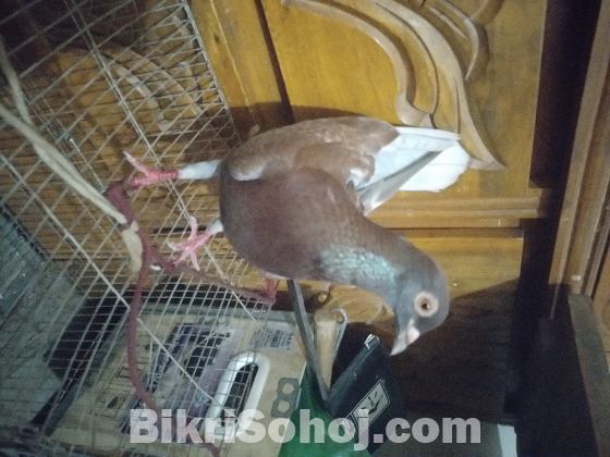 কবুতর
